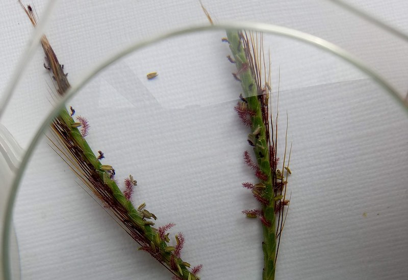 Grass seeds under microscope